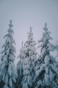 Snow covered tree against sky