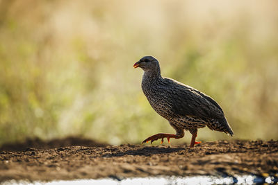 Close-up of bird perching on rock