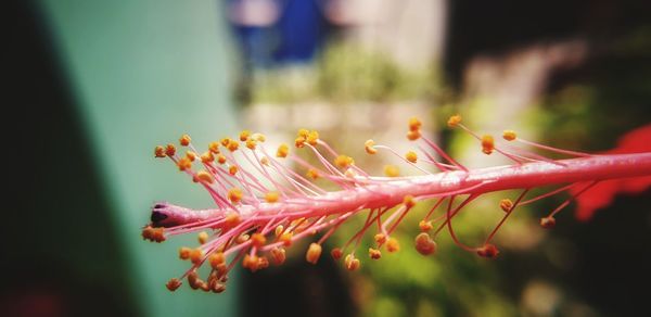 Close-up of pink flowering plant