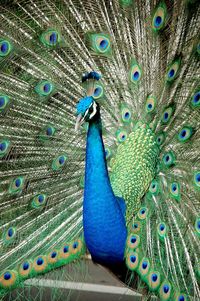 Close-up of peacock