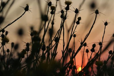 Close-up of plants against sunset