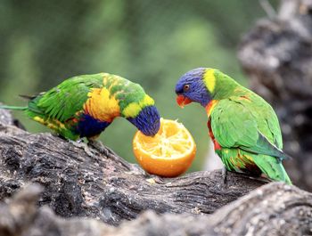 Close-up of parrot perching on branch