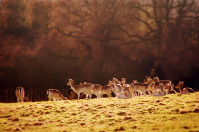 Young deer