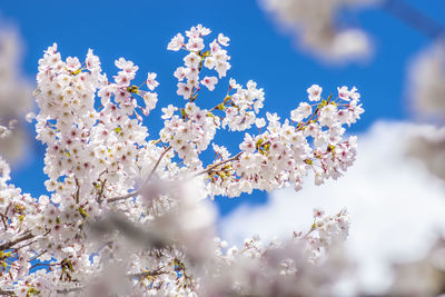 Low angle view of cherry blossoms against blue sky