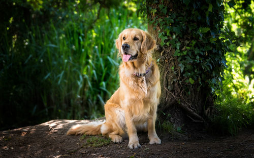 Portrait of golden retriever sitting in front of tree