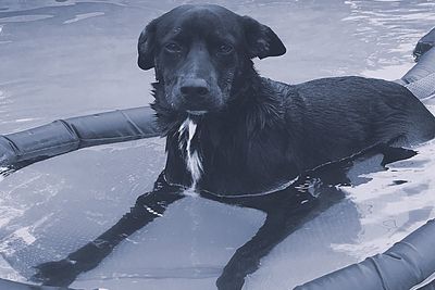 Close-up of a dog