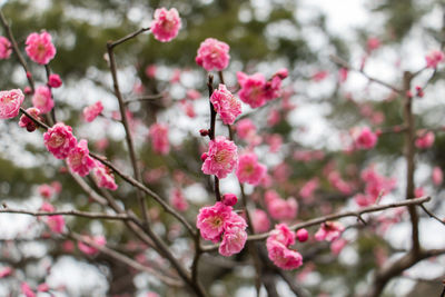 Close-up of pink flowers on branch