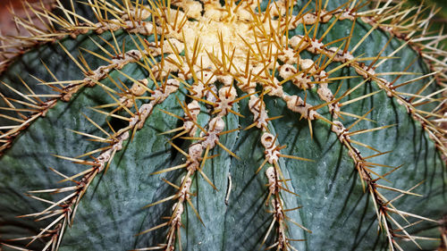 Close-up of plants