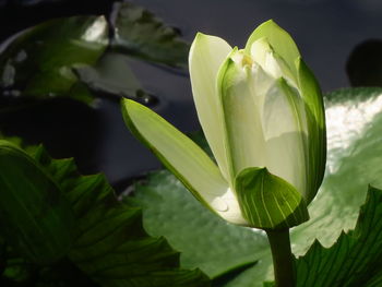 Close-up of flowering plant