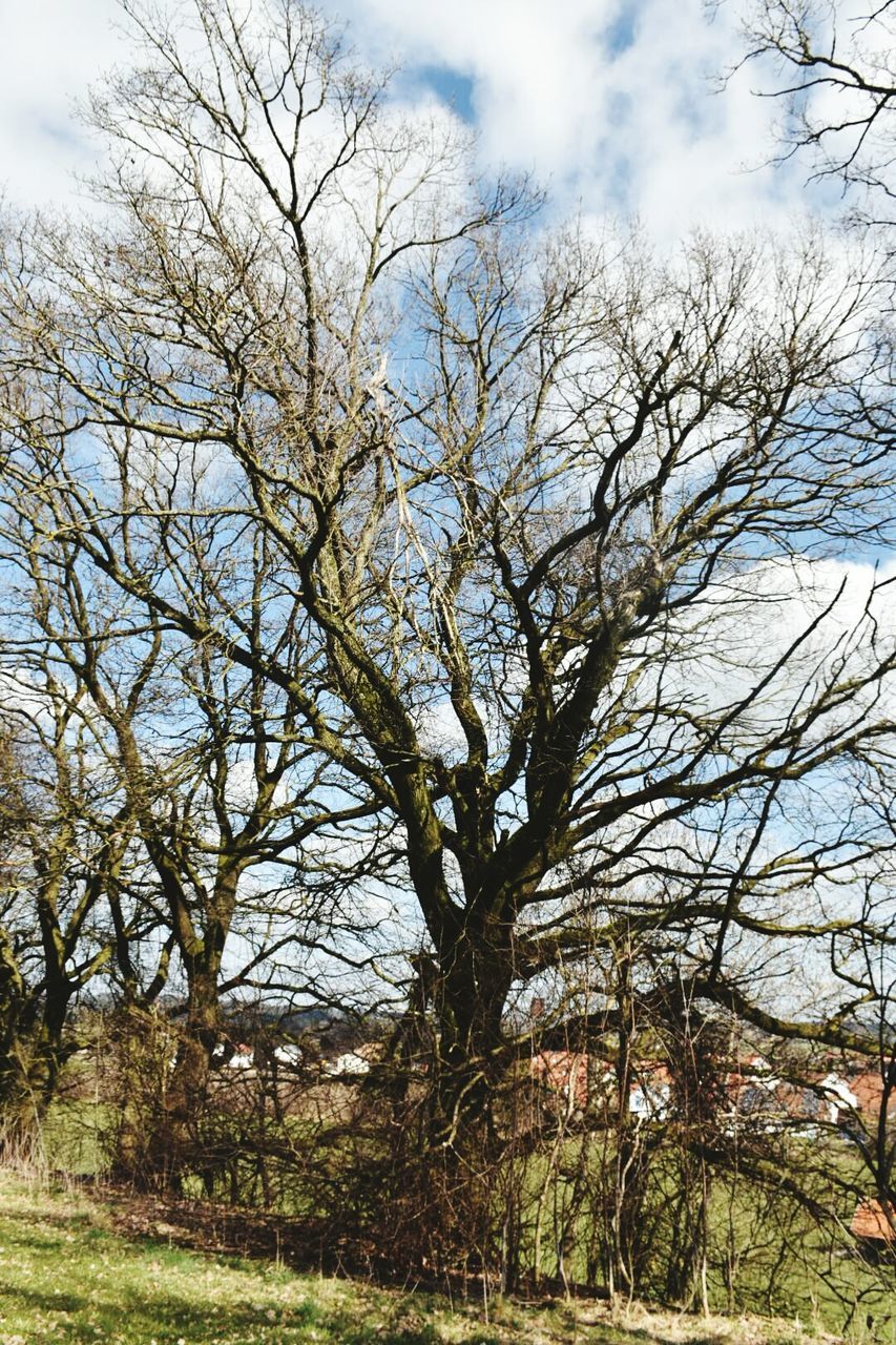 bare tree, tree, sky, branch, tranquility, cloud - sky, tranquil scene, nature, scenics, landscape, field, beauty in nature, cloud, cloudy, grass, day, tree trunk, non-urban scene, growth, outdoors