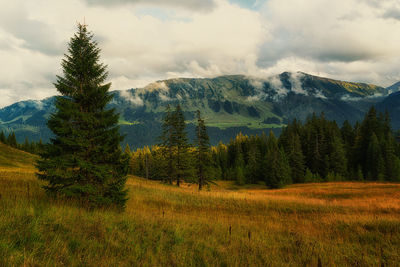 Scenic view of pine trees against sky