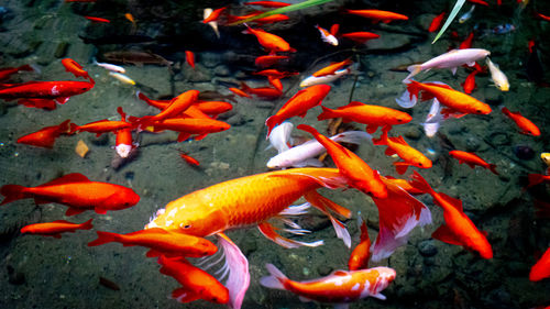 Red fish in aquarium