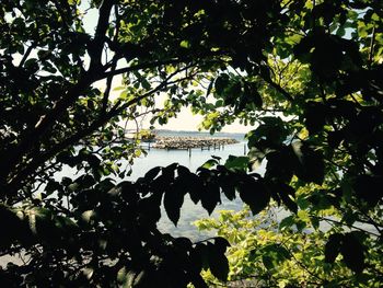 Low angle view of trees