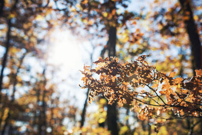 Low angle view of autumn leaves on tree