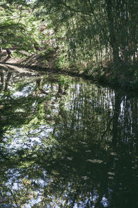 Reflection of trees in lake