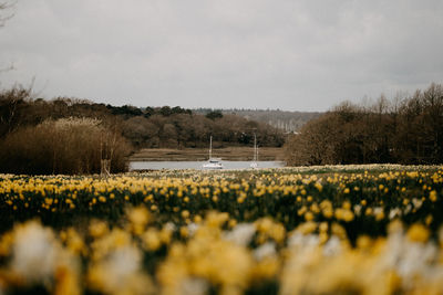 Scenic view of grassy field against sky