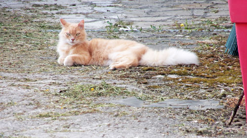 Portrait of cat sitting outdoors