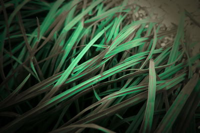 Full frame shot of grass