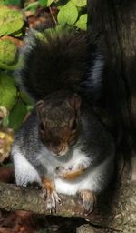 Close up of squirrel on tree trunk