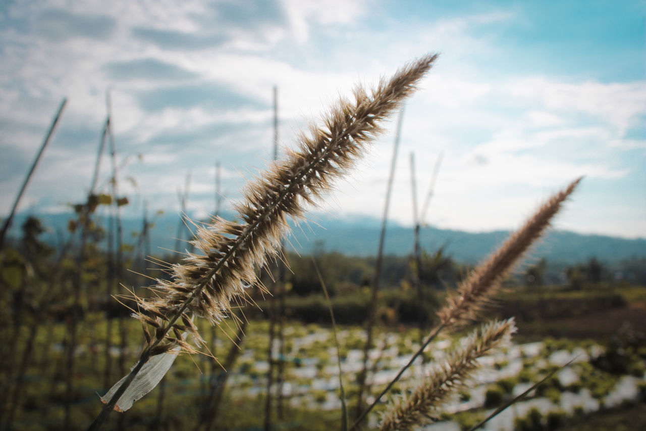 CLOSE-UP OF STALKS AGAINST SKY