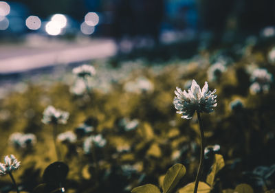 Close-up of flowering plant on field