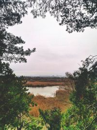 Scenic view of lake in forest against sky