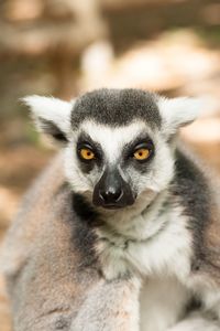 Close-up portrait of lemur