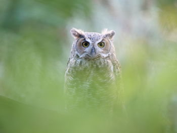 Portrait of an owl 