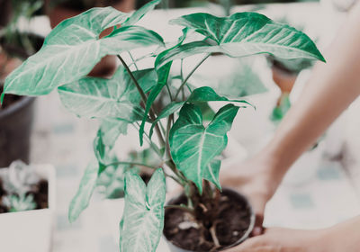 Close-up of woman holding potted plant