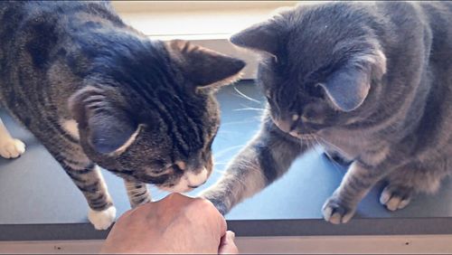 Close-up of hand feeding