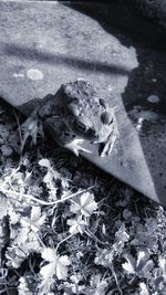 High angle view of lizard on field