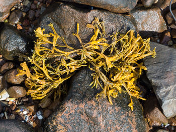 Close-up of yellow rock