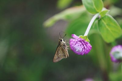 Close-up of butterfly pollinating on flower