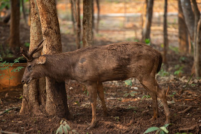 Deer in a forest