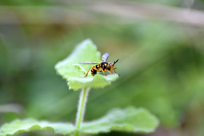 Close-up of insect on leaf