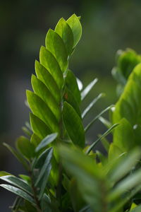 Close-up of fresh green leaves