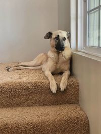 Portrait of dog relaxing at home