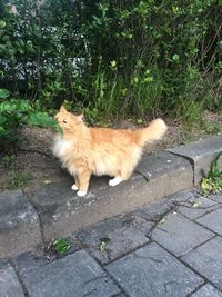 High angle view of cat on footpath