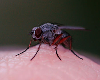 Close-up of housefly