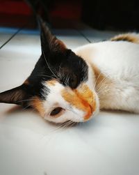 Close-up of a cat