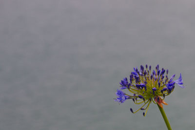 Close-up of purple flowers blooming outdoors