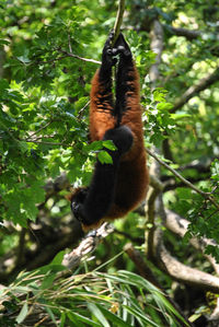 Bird perching on tree trunk