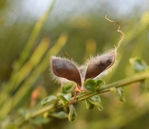 Close-up of plant