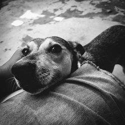 Close-up of dog looking at camera