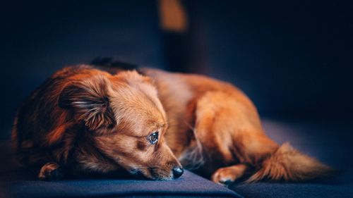 Close-up of dog lying down