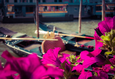 Close-up of flowers in boat