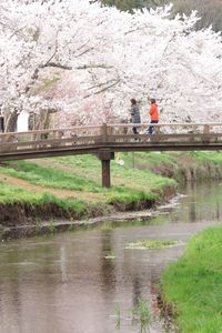 View of cherry blossom by river