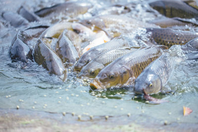 High angle view of fish in lake