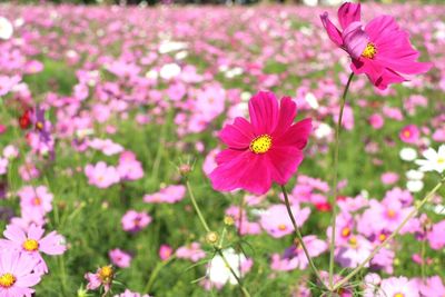 Close-up of pink flowers blooming outdoors