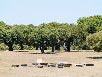 Trees on landscape against clear sky